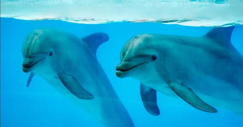 Two Dolphins